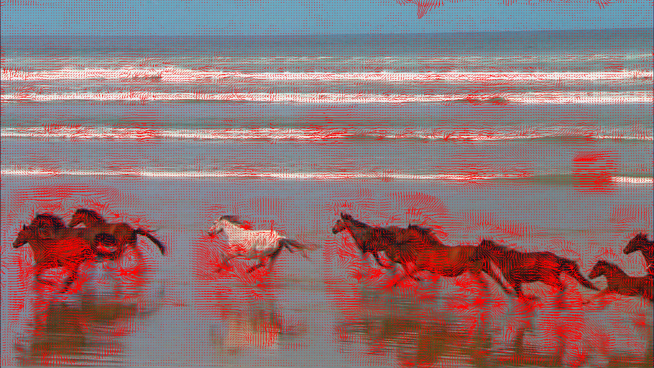 horses on the beach optical flow